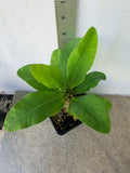 Euphorbia Milii RUAY CHANGLOEI Crown of Thorns Corona de Cristo Succulent