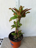 Euphorbia Milii SIAM SUNSHINE Crown of Thorns Corona De Cristo