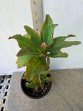 Euphorbia Milii SIAM SUNSHINE Crown of Thorns Corona De Cristo
