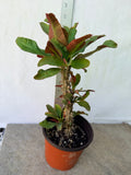 Euphorbia Milii SIAM SUNSHINE Crown of Thorns Corona De Cristo