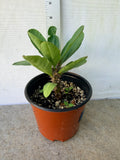 Euphorbia Milii EK VILAI Crown of Thorns  Corona de Cristo Succulent Tropicals