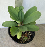 Euphorbia Milii EK VILAI Crown of Thorns  Corona de Cristo Succulent Tropicals