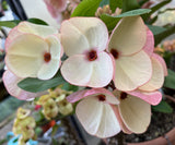 Euphorbia Milii FANBO Crown of Thorns Corona De Cristo Cactus