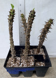 Euphorbia Milii Crown of Thorns "Yok Niramit" Thai Hybrid Coronas de Cristo