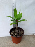 Euphorbia Milii PHAN PAKSAR Crown of Thorns Corona de Cristo