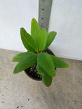 Euphorbia Milii PHAN PAKSAR Crown of Thorns Corona de Cristo