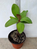 A small potted Euphorbia milii "Romantic Pink" plant with broad leaves, shown in a brown nursery pot against a white wall with a measuring ruler behind it, showing 11 inches height of the plant.