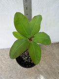 Euphorbia Milii ROMANTIC PINK Crown of Thorns Corona de Cristo