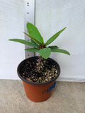 Euphorbia Milii SIAM BEAUTY Crown of Thorns Corona de Cristo Succulent