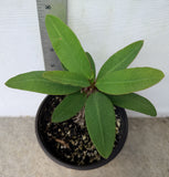 Euphorbia Milii SIAM BEAUTY Crown of Thorns Corona de Cristo Succulent