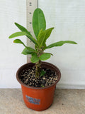 Euphorbia Milii BLANCE Crown of Thorns Corona de Cristo Succulents Thai Hybrid