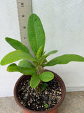 Euphorbia Milii BLANCE Crown of Thorns Corona de Cristo Succulents Thai Hybrid