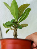 Euphorbia Milii BLANCE Crown of Thorns Corona de Cristo Succulents Thai Hybrid