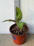 Euphorbia Milii BLACK DIAMOND Crown of Thorns Corona de Cristo