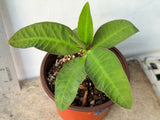 Euphorbia Milii BLACK DIAMOND Crown of Thorns Corona de Cristo