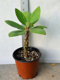 A potted green plant with broad leaves and a spiny brown stem, shown in a terracotta-colored plastic pot against a light wall with a ruler standing behind it for scale.