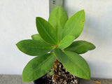 Euphorbia Milii NAMCHOK (Dream Land) Crown of Thorns Corona de Cristo Cactus/Succulent