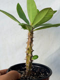 Euphorbia Milii NAMCHOK (Dream Land) Crown of Thorns Corona de Cristo Cactus/Succulent