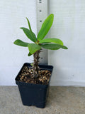 Euphorbia Milii BLESSING Crown Of Thorns  Corona de Cristo Cactus Succulents Tropicals