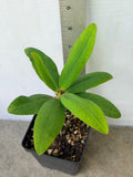 Euphorbia Milii BLESSING Crown Of Thorns  Corona de Cristo Cactus Succulents Tropicals