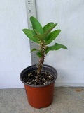 Euphorbia Milii LUCKY JADE Crown of Thorns Corona de Cristo Cactus/Succulents