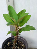Euphorbia Milii LUCKY JADE Crown of Thorns Corona de Cristo Cactus/Succulents