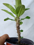Euphorbia Milii LUCKY JADE Crown of Thorns Corona de Cristo Cactus/Succulents