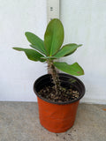 Euphorbia Milii UDOM PHON Crown of Thorns Corona de Cristo Cactus Thai Hybrid