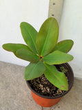 Euphorbia Milii UDOM PHON Crown of Thorns Corona de Cristo Cactus Thai Hybrid