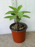 Euphorbia Milii PRECIOUS GOLD Crown of Thorns Corona De Cristo Cactus/Succulent