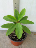 Euphorbia Milii PRECIOUS GOLD Crown of Thorns Corona De Cristo Cactus/Succulent
