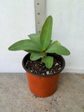 A small green leafy plant in a terracotta-colored plastic pot with a black rim, shown next to a metal ruler against a white wall.