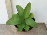 Euphorbia Milii CHOMPO SETHEE Super Giant Crown of Thorns Corona de Cristo