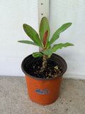 Euphorbia Milii LAVENDER QUEEN Crown of Thorns Corona de Cristo