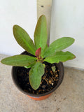 Euphorbia Milii LAVENDER QUEEN Crown of Thorns Corona de Cristo