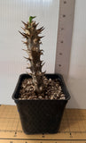 A small potted Crown of Thorns"Mon Rak" with a tall spiky brown stem and a tiny green shoot at the top, shown in a black plastic nursery pot with soil. A ruler is visible behind and below the plant for scale against a white paneled background.