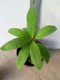 Euphorbia Milii SETHEE CHIANG MAI Crown Of Thorns  Corona de Cristo Cactus Succulents