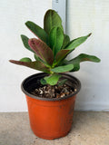 Euphorbia Milii Charoen Lap Crown of Thorns  Corona de Cristo