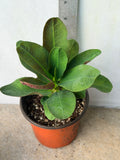 Euphorbia Milii Charoen Lap Crown of Thorns  Corona de Cristo