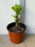 Euphorbia Milii WHISPERING ANGEL Crown Of Thorns  Poysean Corona De Cristo