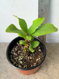 Euphorbia Milii WHISPERING ANGEL Crown Of Thorns  Poysean Corona De Cristo