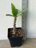 Euphorbia Milii BEAUTY QUEEN Crown Of Thorns Plant Corona de Cristo Succulents