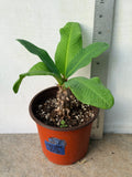 Euphorbia Milii ING CHAN Crown Of Thorns Corona de Cristo Rare
