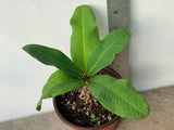 Euphorbia Milii ING CHAN Crown Of Thorns Corona de Cristo Rare