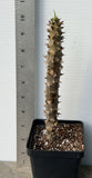 Crown of Thorns (Euphorbia milii) Blossom King — Giant Blooming Thai Hybrid Coronas de Cristo