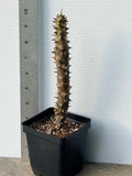 Crown of Thorns (Euphorbia milii) Blossom King — Giant Blooming Thai Hybrid Coronas de Cristo