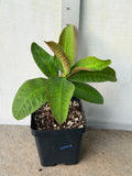 Euphorbia Milii BLACK DIAMOND Crown of Thorns Corona de Cristo