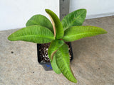Euphorbia Milii BLACK DIAMOND Crown of Thorns Corona de Cristo