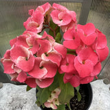 Euphorbia Milii DANCING QUEEN (POP CHOK) Crown of Thorns Corona De Cristo Succulent/Cactus