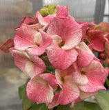Euphorbia Milii DANCING QUEEN (POP CHOK) Crown of Thorns Corona De Cristo Succulent/Cactus